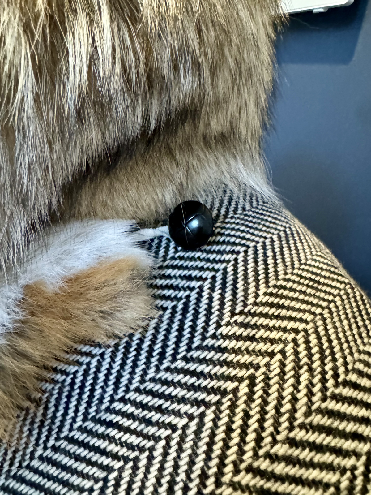 Close-up of black button on herringbone wool where coyote fur meets the fabric